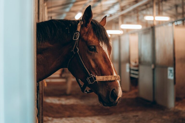 Paard kijkt uit zijn box in een verlichte stalgang